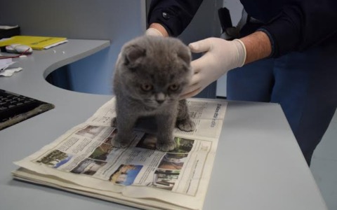 Marilena Ciceri è la nuova Direttrice del Distretto Veterinario di Rho