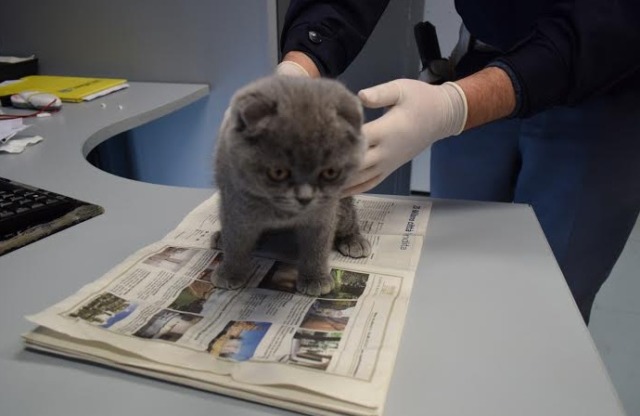 Marilena Ciceri è la nuova Direttrice del Distretto Veterinario di Rho