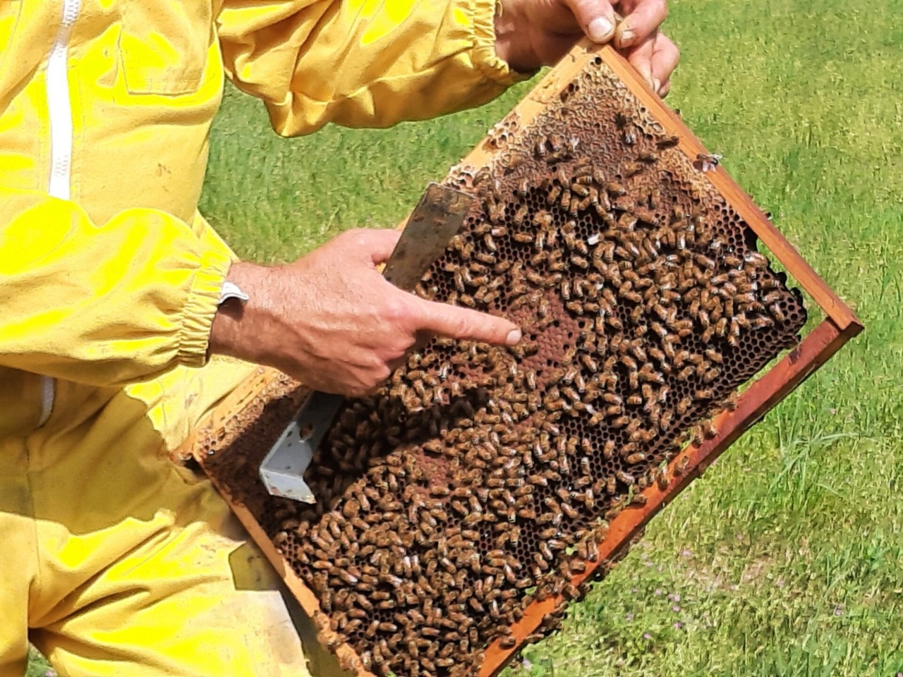 Arese lancia un progetto per la biodiversità con un’arnia didattica