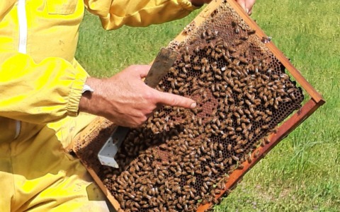Arese lancia un progetto per la biodiversità con un’arnia didattica
